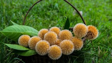 Photo of हेल्थ टिप्स: ब्लड शुगर कंट्रोल व स्पर्म काउंट बढ़ाने के लिए खाएं ये फल…