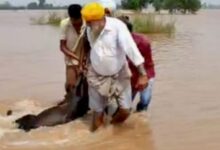 Photo of पंजाब में अफ़्रीकी स्वाइन फीवर का खतरा, 210 जानवर मरे
