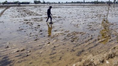 Photo of पंजाब में दरियाओं का उफान थमा, पौंग बांध से निकासी में बढ़ोतरी