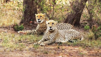 Photo of एमपी: एमपी: नौरादेही टाइगर रिजर्व में गूंजेंगे चीतों के कदम, केंद्र से मिली मंजूरी