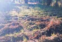 Photo of हिमाचल में किसानों को बारिश का इंतजार