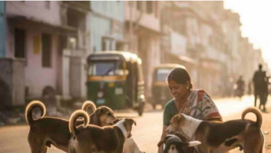Photo of इंदौर में डॉग फीडिंग को लेकर नई व्यवस्था, निगम ने जारी की सख्त गाइडलाइन