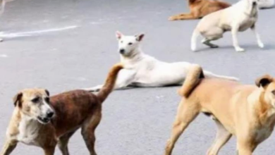 Photo of करनाल में खेल रहे मासूम पर टूट पड़ा आवार कुत्तों का झुंड