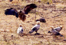 Photo of  इंदौर के आसमान में लौटा ‘सफेद शिकारी’, 9 साल बाद हुई ‘आकाश के रक्षक’ की वापसी
