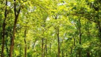 Photo of हरियाणा के इस जिले में अब नहीं कटेंगे 12 हजार पेड़, HC ने रोक लगाई