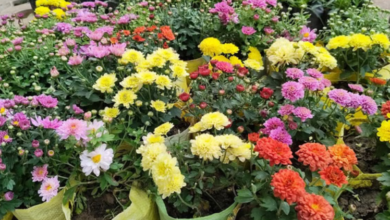 Photo of शहरी चमक-दमक और सुविधाओं में छिपा सेहत का खतरा, कमजोर हो रही है दिल्ली के लोगों की रोग प्रतिरोधक क्षमता