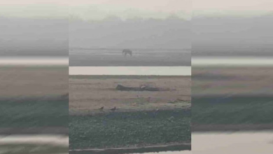 Photo of घायल हाथी की पीड़ा पर संवेदनहीनता भारी, तट पर तड़पता रहा, मदद के लिए लगाता रहा गुहार