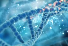 Photo of आप कितना लंबा जिएंगे? जवाब आपकी लाइफस्टाइल में नहीं, आपके DNA में छिपा है