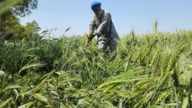 Photo of पंजाब में लौटी ठंड: तेज हवाओं के साथ बारिश और ओलावृष्टि से गिरा पारा