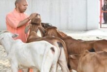 Photo of देश में यूपी नंबर वन: योगी सरकार में बढ़ा 40 फीसदी दुग्ध उत्पादन, बड़ी ताकत बनीं ग्रामीण महिलाएं