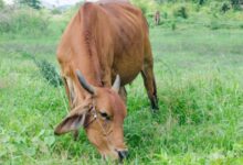Photo of जेनेटिक परीक्षण से संवरेंगी देसी नस्लें, बढ़ेगी पशुपालकों की आय