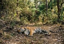 Photo of कैनाइन डिस्टेंपर वायरस का खतरा बढ़ने पर उत्तर प्रदेश, राजस्थान और उत्तराखंड में हाई अलर्ट