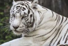 Photo of उत्तराखंड: 556 किमी दूर से देहरादून पहुंचा नीली आंखों वाला सफेद बाघ